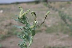 Heliotropium curassavicum